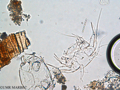 phyto/Scattered_Islands/europa/COMMA April 2011/Johannesbaptistia pellucida (ancien J. sp1 -1)(copy)_thumb.jpg